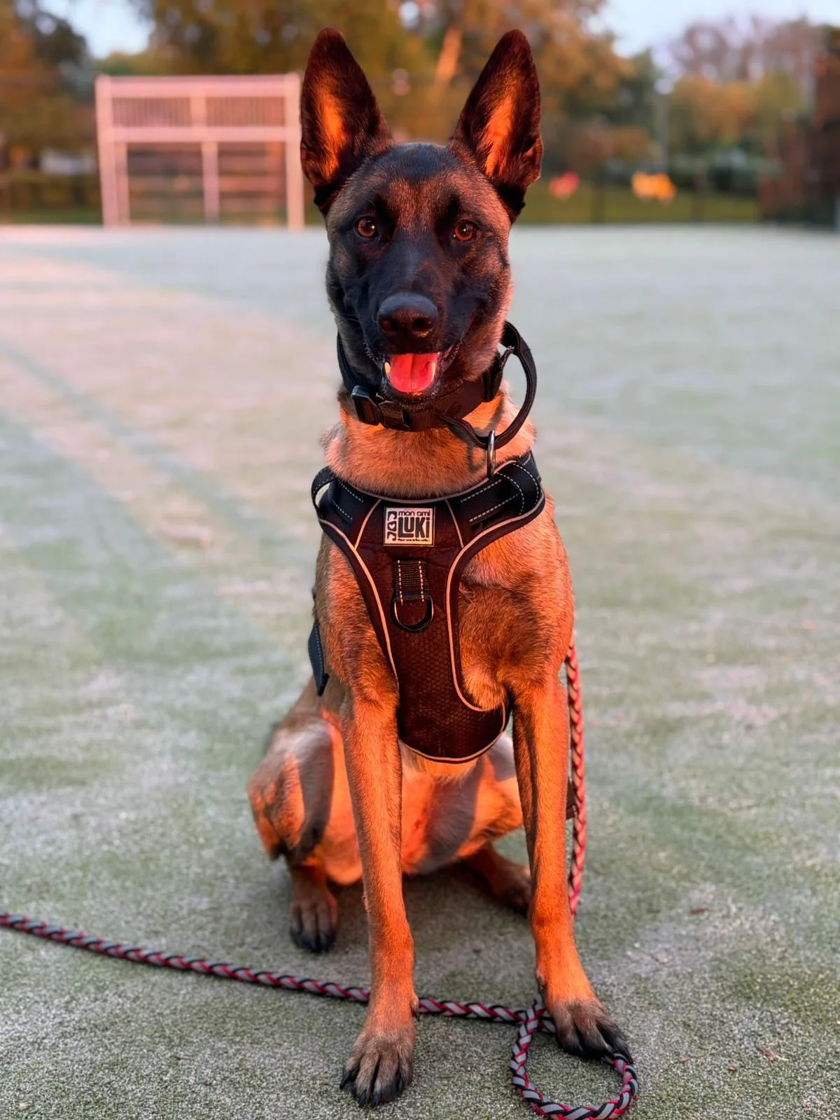 Chien réactif accompagné par Dogside Education à Lille
