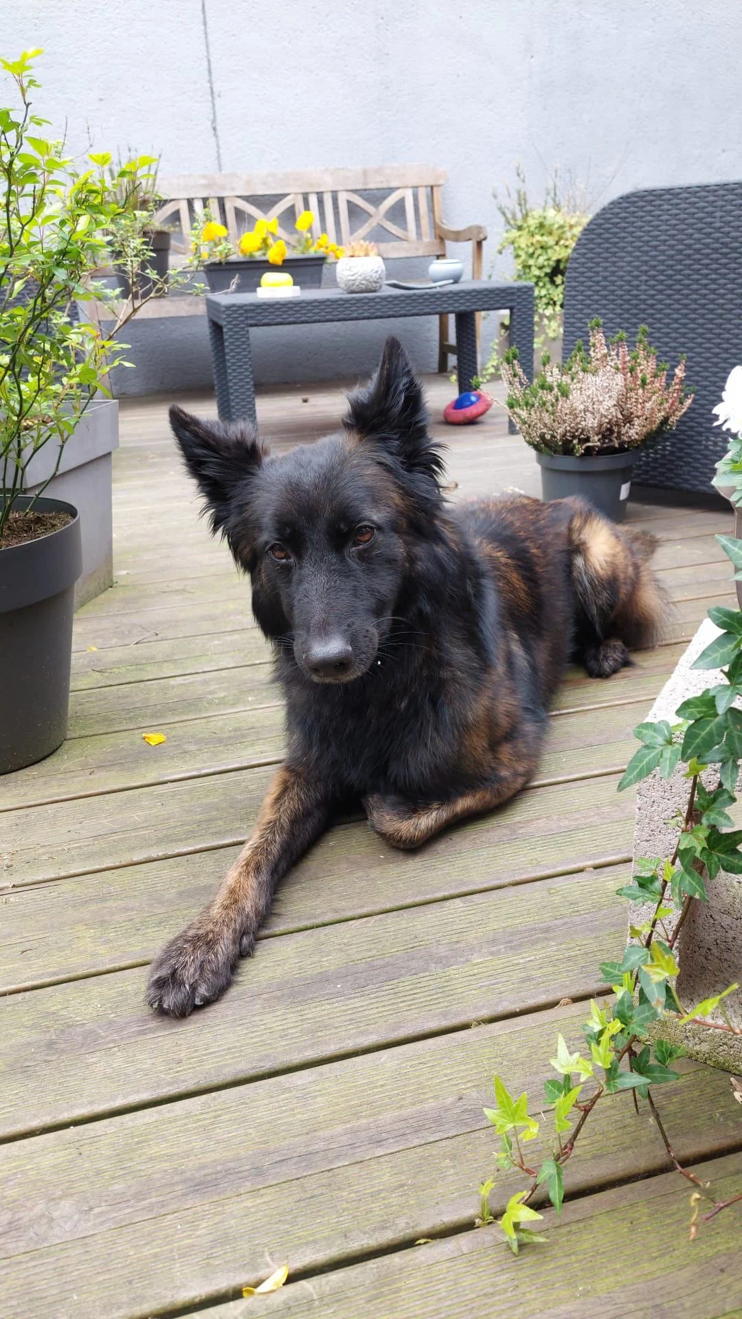 Chien apaisé après rééducation comportementale