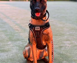 Malinois en rééducation comportementale